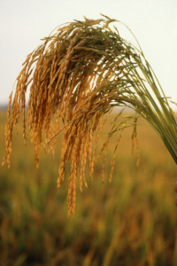 US Long Grain Rice. Image Credit: Keith Weller