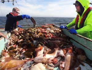 Scientists sorting through catch on 2012 West Coast Groundfish Survey. Image Credit: NOAA Fisheries