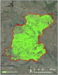 Possible rice paddy land cover in Roi Et province classified from October 2014 Landsat 8 imagery. Image Credit: Thailand Agriculture Team 