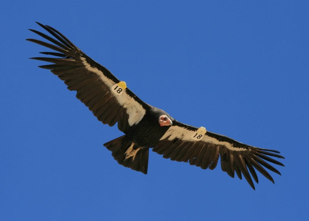 A tagged California condor. Image Credit: James Sheppard