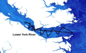 Aug. 17, 2015 ÛÒ VIMS dataflow path on York River (black line), overlaid on Band 1 of Landsat 8, with land and cloud pixels removed. Image Credit: Virginia Water Resources II Team