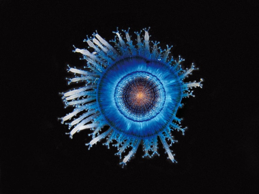 A blue button jellyfish, Porpita porpita. This tiny creature (15 mm across) was photographed off the coast of West Africa during a research expedition aboard the vessel METEOR. Image Credit: Uwe Piatkowski, GEOMAR Helmholtz Centre for Ocean Research Kiel, Germany 