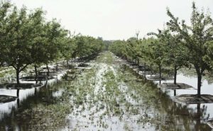 A San Joaquin Valley almond orchard is flooded to recharge the aquifer underneath. Source: The Almond Board of California