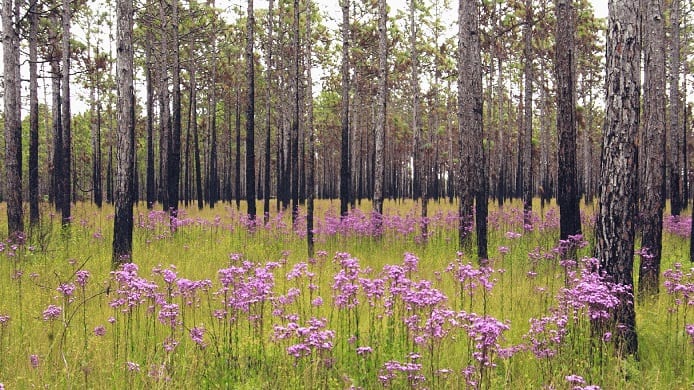 With only 3 million acres left in the U.S., longleaf pine habitats require careful management. Image Credit: Dave McAdoo 