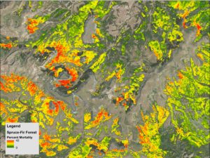 Spruce mortality distribution and severity. Image Credit: Gunnison National Forest Agriculture Team 
