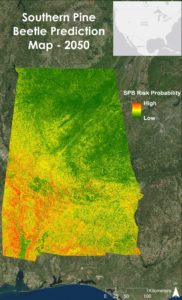 The Future SPB Outbreak Susceptibility Map shows the probability of a Southern Pine Beetle outbreak occurring in 2050. Image Credit: Alabama Ecological Forecasting Team 