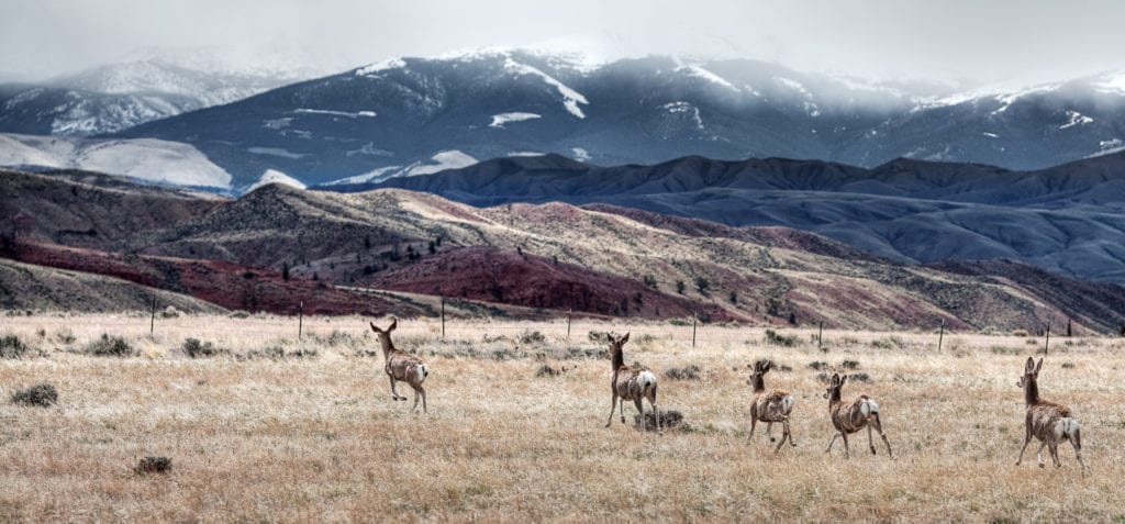 Cheatgrass is not suitable forage for mule deer, and its encroachment threatens their native habitat due to changes in fire regimes. Image Credit: Greg Westfall