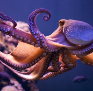 Are super smart octopuses conscious? - Earthzine