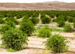 Since its introduction in 1966, drip irrigation has dramatically reduced water usage in Israel. This jojoba farm relies on drip irrigation and rain for all of its water needs. Image Credit: Osha Gray Davidson