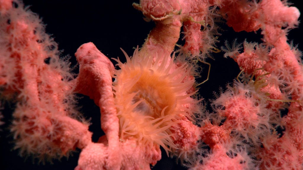 Deep sea coral. Image Credit: NOAA OKEANOS Explorer Program, 2013 Northeast U.S. Canyons Expedition