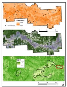 MODIS ForWarn (top), Landsat 8 (middle), and Sentinel-2 (bottom) data were used with in situ data to identify invasive annual brome. Image Credit: Northern Great Plains Ecological Forecasting Team 