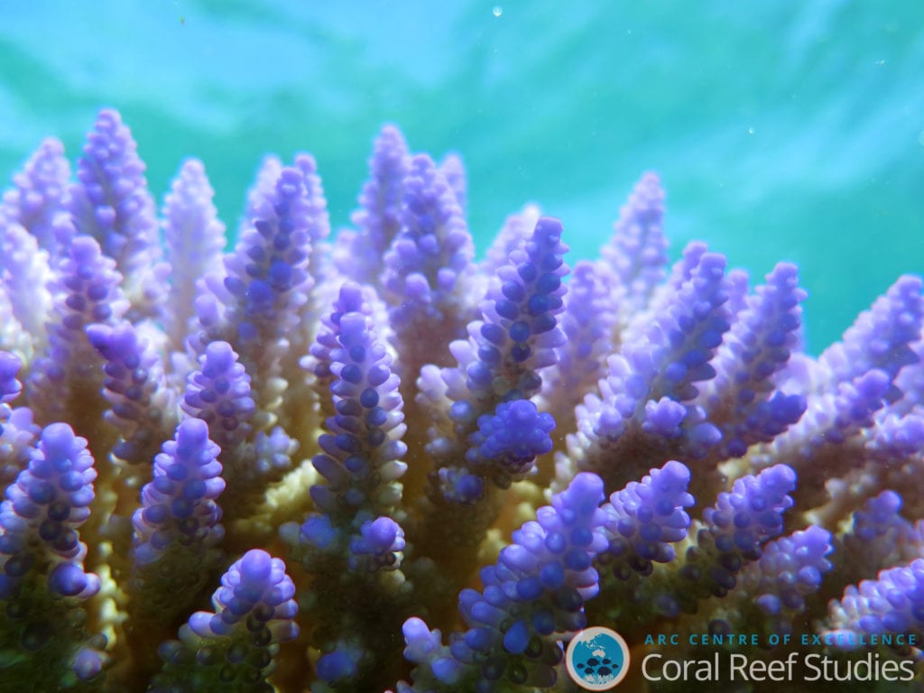 Healthy coral at Lizard Island, Australia. Image Credit: Dorothea Bender-Champ for ARC Centre of Excellence for Coral Reef Studies