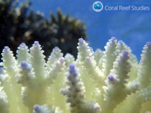 Bleached coral, Lizard Island. Image Credit: Dorothea Bender-Champ for ARC Centre of Excellence for Coral Reef Studies