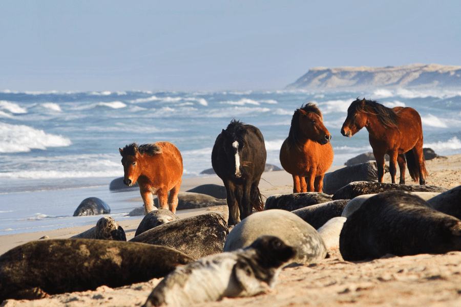 Wild horses and seals on Sable Island. Image Credit: Damian Lidgard.