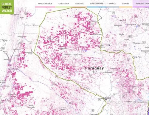 A snapshot of Paraguay from Global Forest Watch