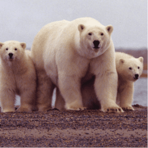 Peoples of the Arctic hunted polar bears, using their fur and flesh for clothing and food, and weave the creatures throughout their cultural narratives. Bear populations are now declining as a result of environmental changes. Image Credit: Susanne Miller, U.S. Fish and Wildlife Service