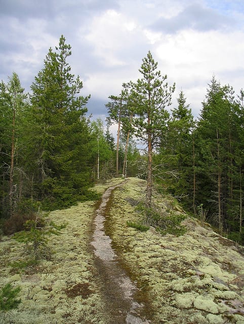 Photograph of LiesjÌ_rvi National Park in Finland. Image Credit: A. Stenberg.