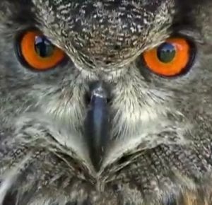 Snapshot of an owl's face from the GEOSS video