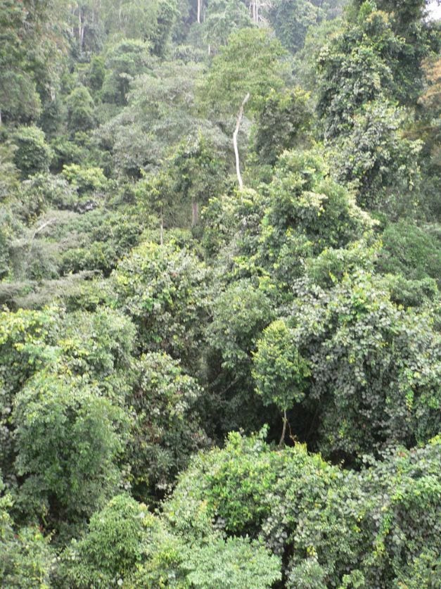 Image of Kakum Rainforest, Ghana. Credit; oneVillage Initiative