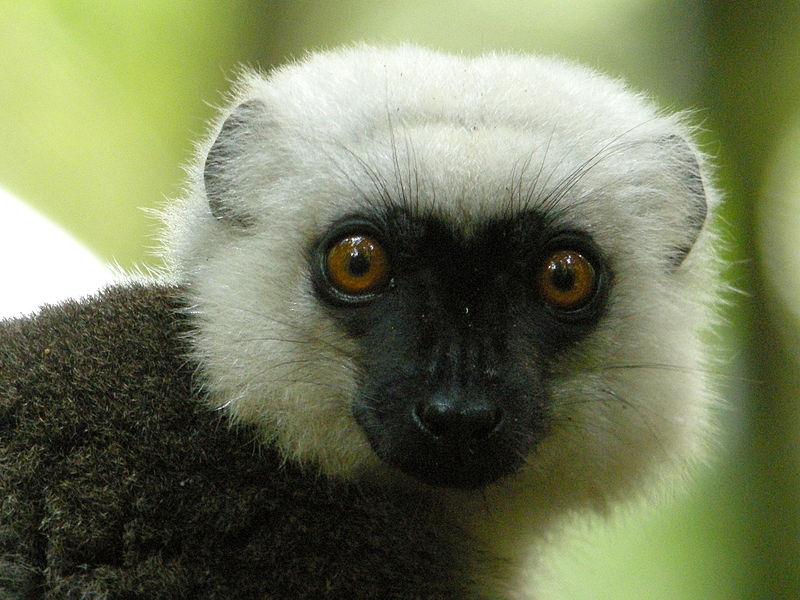 White-Headed Madagascar Lemur, courtesy Wikimedia Commons