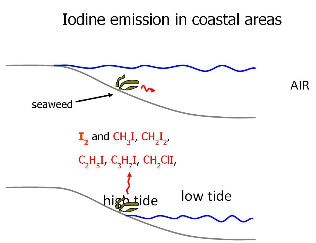 An illustration showing the release of iodine-containing species from seaweeds during low tide. Image Credit: Sophie Dixneuf.