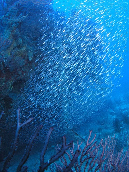 A school of fish. Image Credit: Matthew Hoelscher