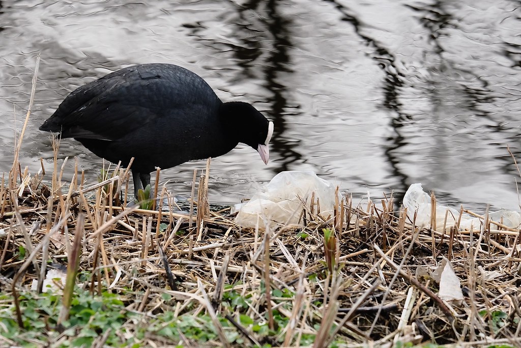 Coot and Plastic