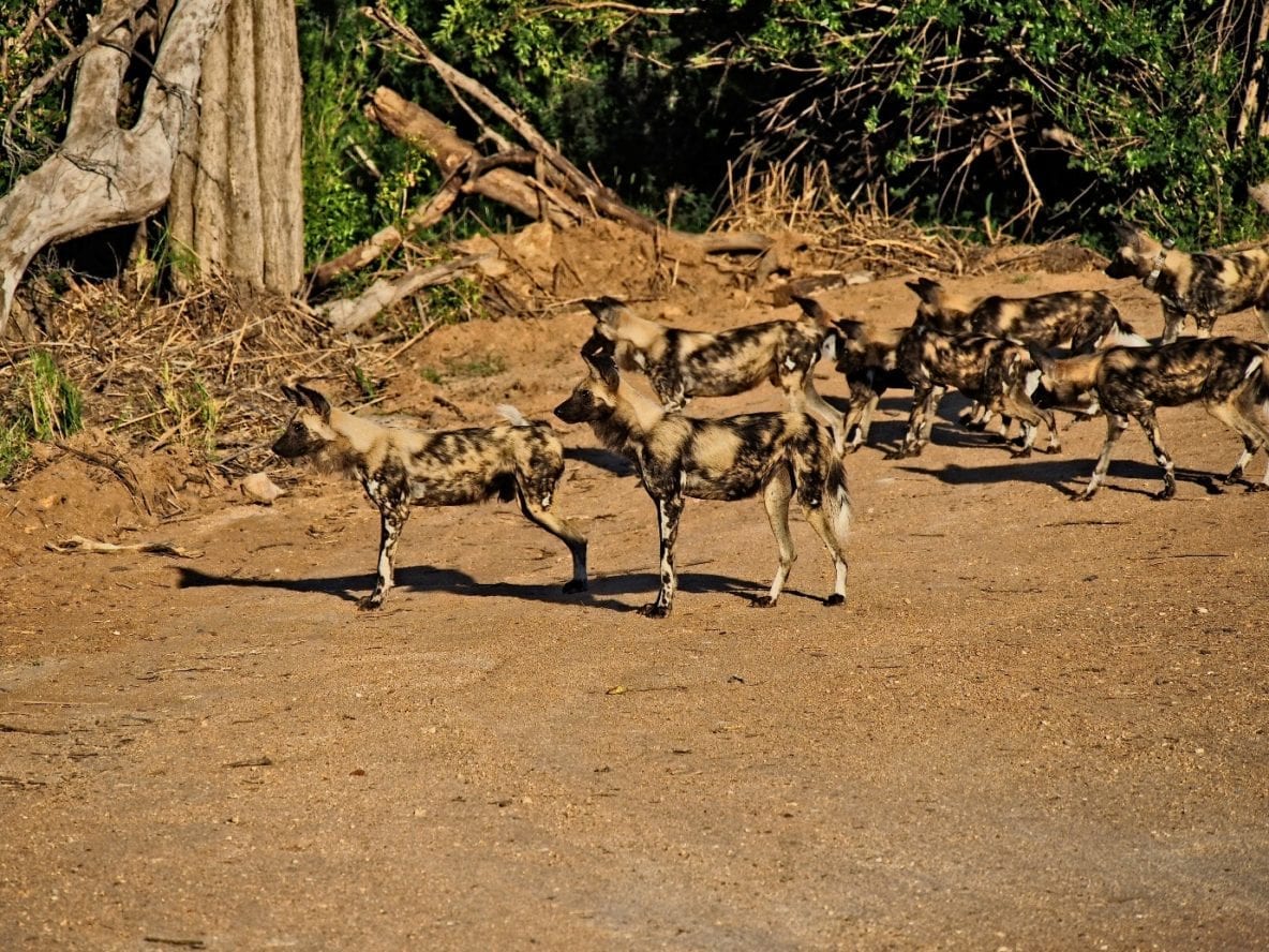 Pack of wild dogs going for a hunt