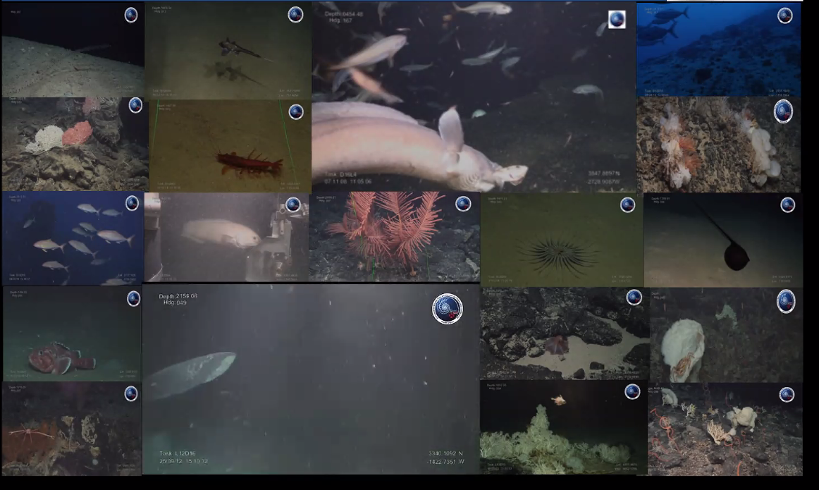 A snapshot of the rich biodiversity that can be found in deep-sea environments