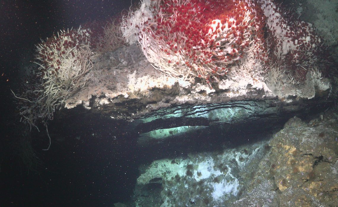 Oasisia tubeworms grow above a flange, created by minerals precipitating out of hydrothermal fluid. Sometimes the mineral deposits create long tall structures like chimneys, but in this case it created a flange, wherein with hydrothermal fluid pools underneath it. The different temperature and chemical composition of the fluid from the seawater creates a mirror-like effect.