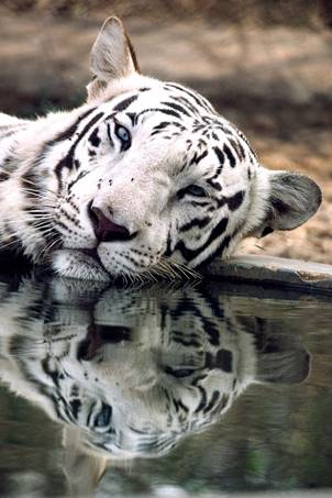 The white tiger is one of the species threatened with mass deforestation