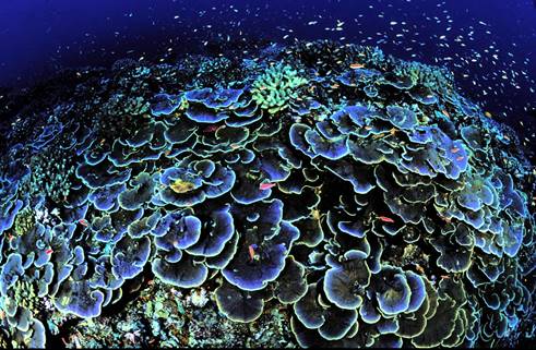 Corals are being destroyed by overfishing, tourism practices, pollution and climate change